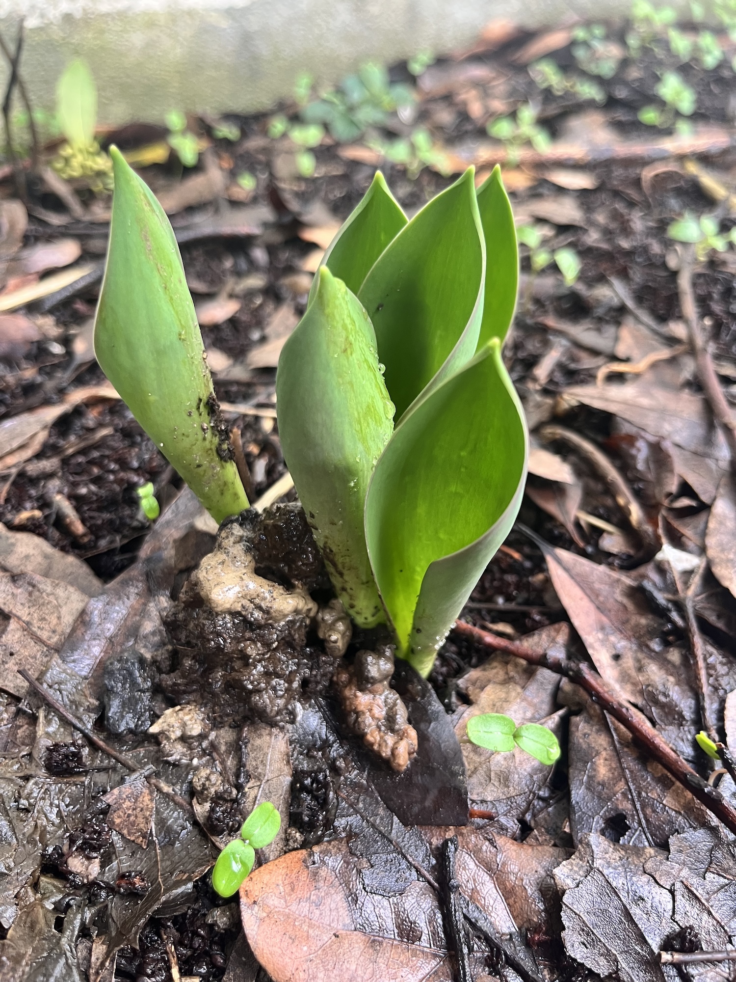 Un Crocus en éclosion
